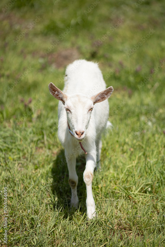 Obraz premium かわいい子ヤギ