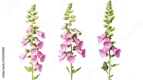 Three pink foxglove flowers isolated on transparent background