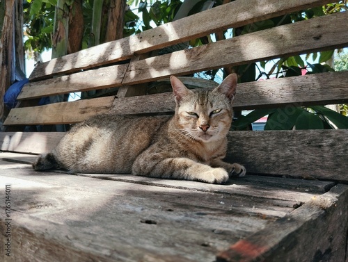 Tabby cat sitting on wooden chair 