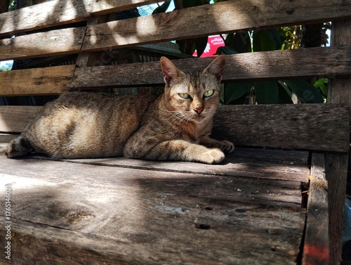 Tabby cat looking at camera while sitting on wooden chair 