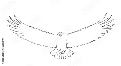 Vector art of eagle with outstretched wings in a line drawing