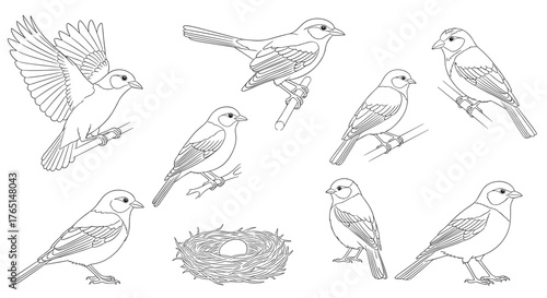 Vector art of collection of various bird sketches
