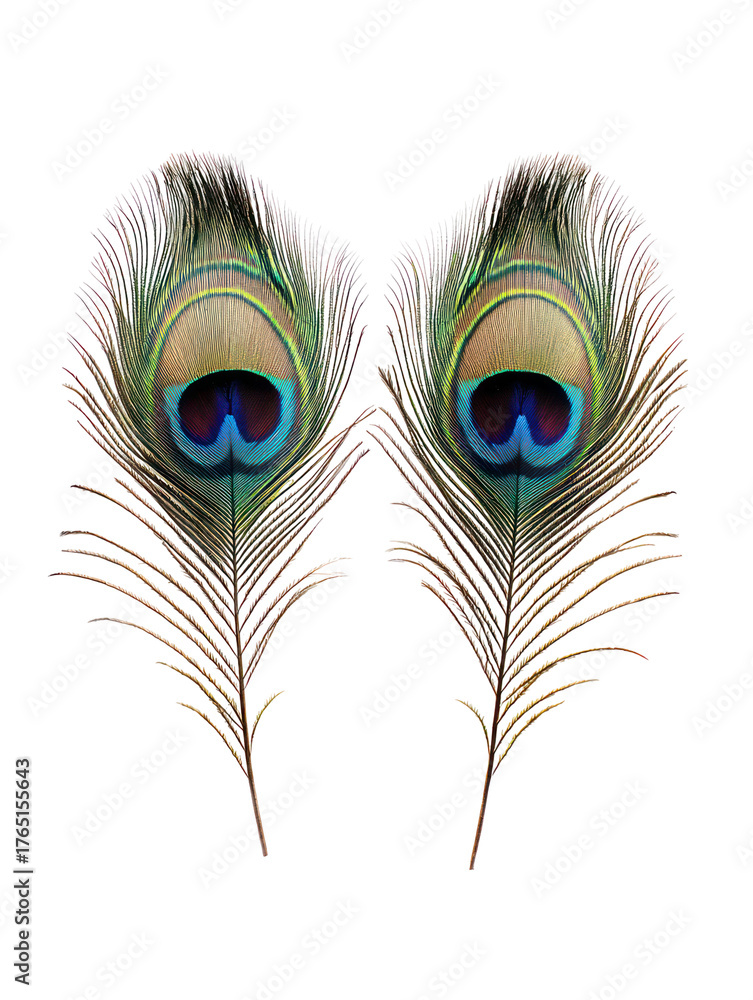 Obraz premium Two peacock feathers isolated on transparent background