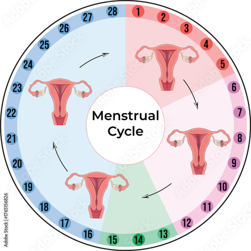 Human Menstrual Cycle Diagram Design