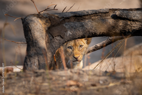 Lion cub peaking at me from under a fallen tree, South Luangwa National Park, Zambia, Africa
