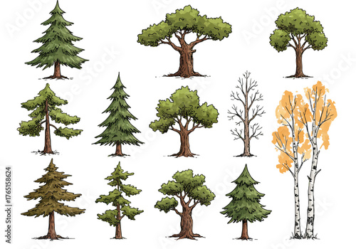 Variety of Tree Illustrations Pine, Oak, Birch and More