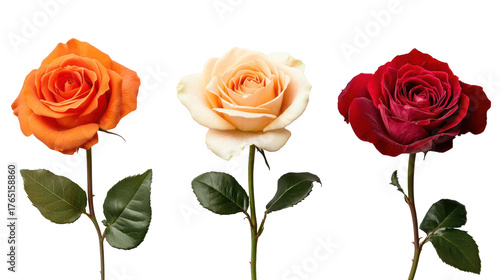 Three different colored roses isolated on transparent background