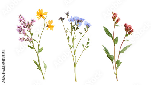 Fototapeta Naklejka Na Ścianę i Meble -  Three delicate wildflowers with green stems isolated on transparent background