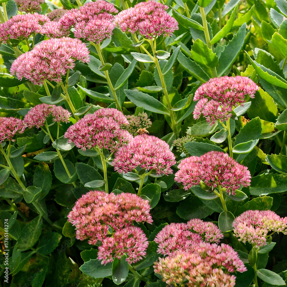 Obraz premium High angle view of group of sedum spectabile (Stonecrop, Hylotelephium telephium, Orpine, Elsie’s Gold) with a little bee collecting pollen on a late summer day.
