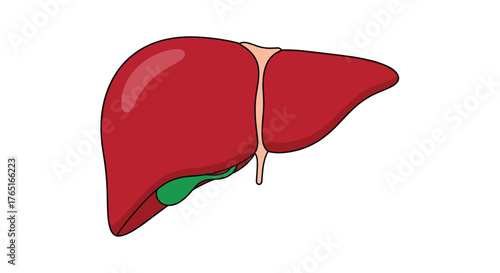Illustration of a Human Liver and Gallbladder Anatomy.