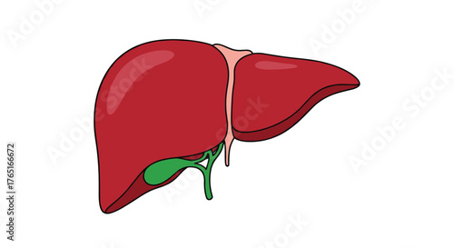 Human liver and gallbladder anatomical vector illustration isolated on white background.