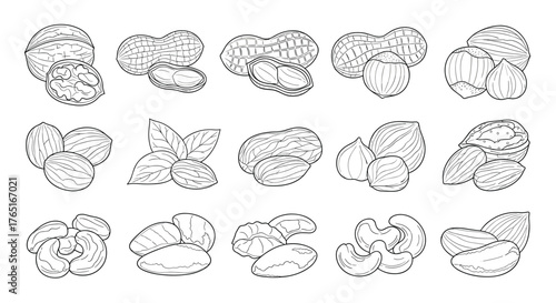 Assortment of Hand-Drawn Nuts and Seeds, Detailed Sketch Collection.