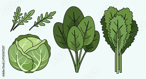 Illustration of various green leafy vegetables, including arugula, cabbage, spinach, and mustard greens, presented against a light background.