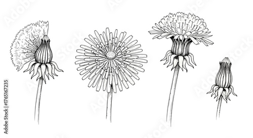 Four dandelion flowers in different stages of bloom, depicted in a detailed black and white line drawing.