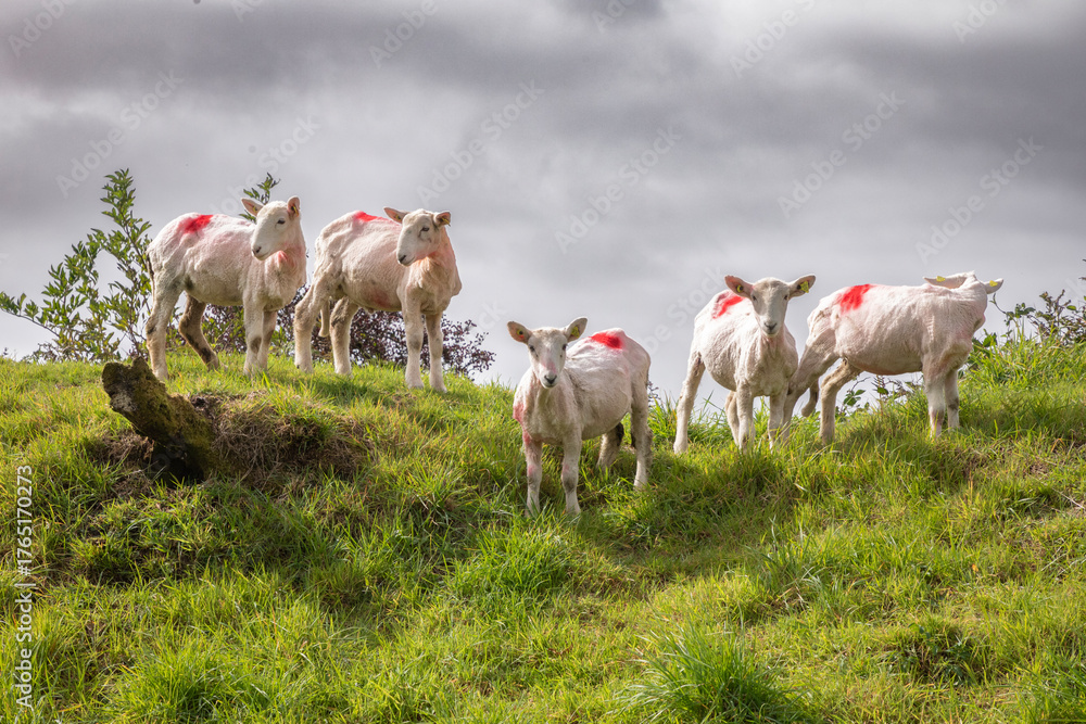 Φωτογραφία Sheep graze on bucolic Whiddy Island near the head of Bantry Bay on the Wild Atlantic Coast of Ireland