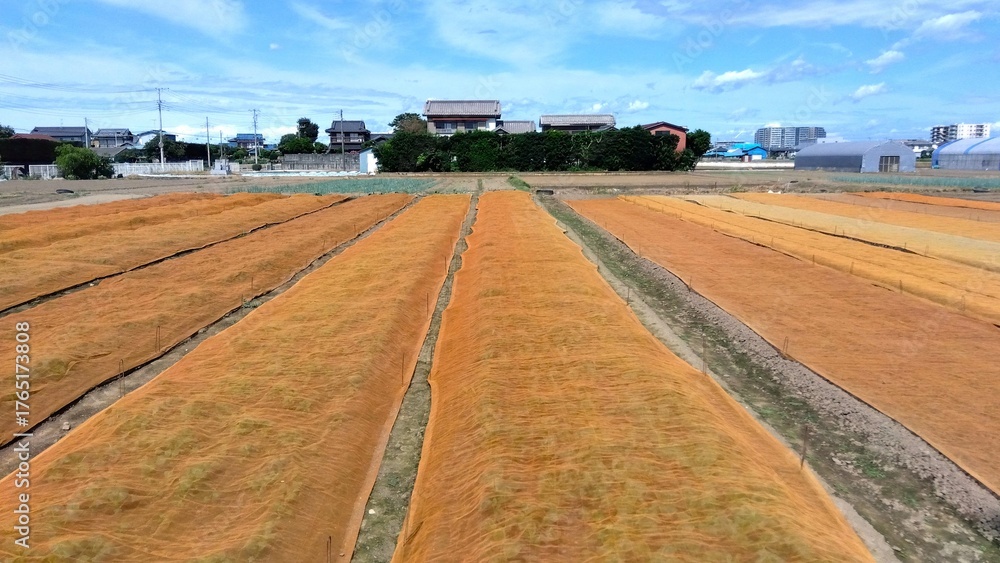 Fototapeta premium シートの掛けられた秋の郊外の小松菜畑風景