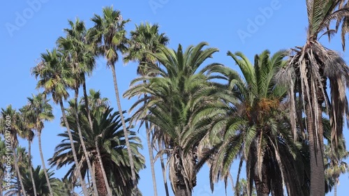 Palm Trees In Sunlight Against Blue Sky