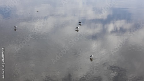 Seagulls On Sky Reflection Wet Beach