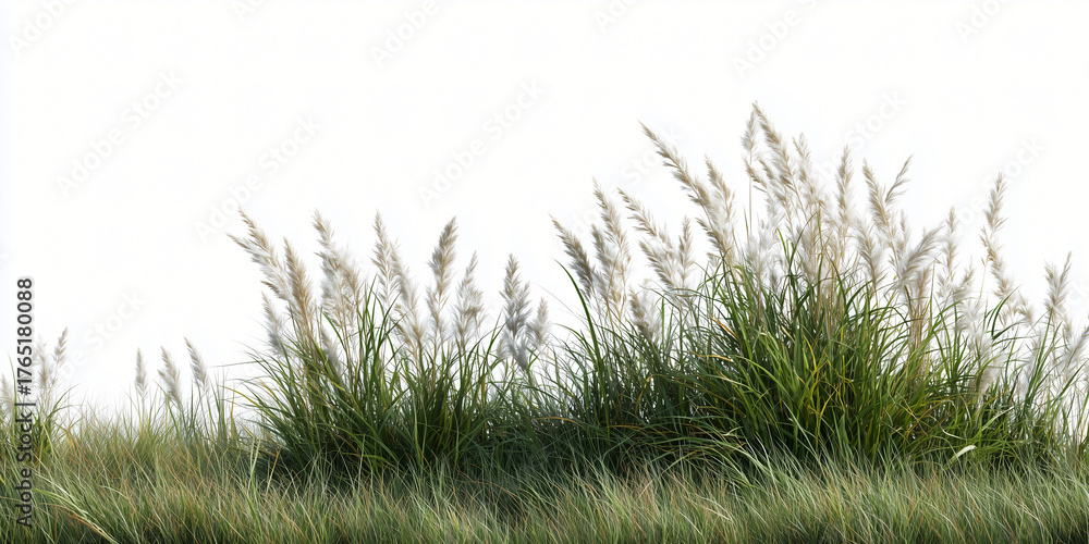 Fototapeta premium Field of green grass with delicate fluffy heads, capturing the natural beauty and serenity of the outdoors. The vibrant green creates a contrast with the fluffy heads.
