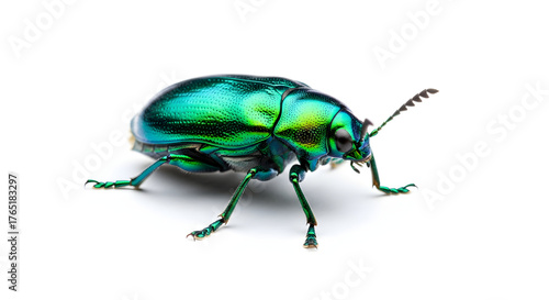 Wallpaper Mural Stunning iridescent jewel beetle showcases vibrant metallic colors and intricate details against a isolated white background, perfect for nature and design projects. Torontodigital.ca