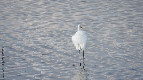 水辺でエサを捕るシラサギ