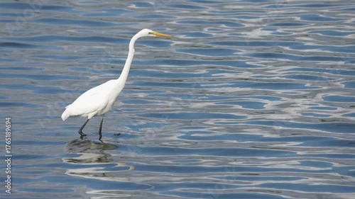 水辺でエサを捕るシラサギ