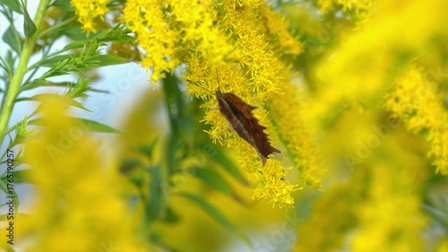 風に揺れるブタクサの黄色い花で蜜を吸うツマグロヒョウモン