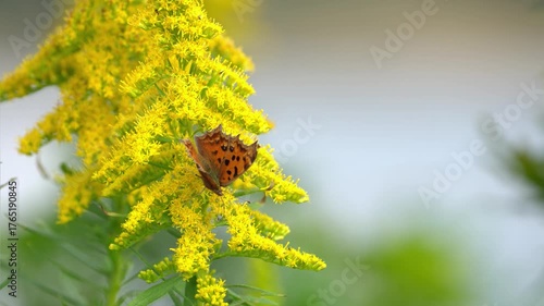 風に揺れるブタクサの黄色い花で蜜を吸うツマグロヒョウモン