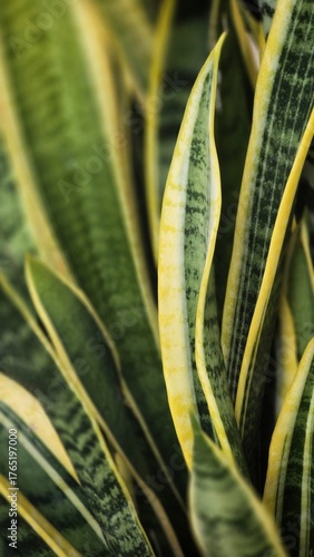 Close up of aloe vera plant.Beautiful green and yellow snake plant leaves in natural light. Perfect for background, minimal nature concept, or indoor plant decoration.
