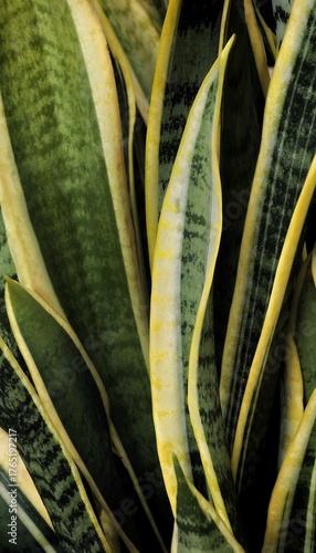 Green agave plant.Beautiful green and yellow snake plant leaves in natural light. Perfect for background, minimal nature concept, or indoor plant decoration.