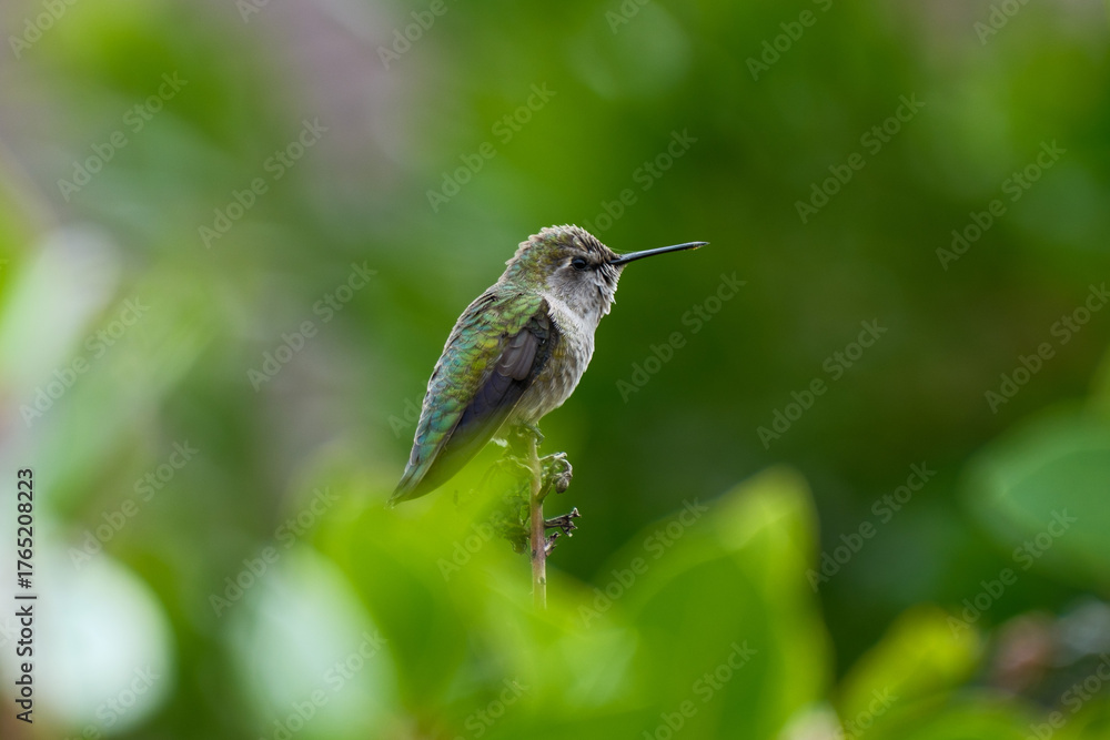 Fototapeta premium Anna's hummingbird perched on a branch with a Spider Web on its beak