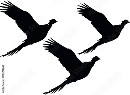 Silhouette of flying pheasants. Group of wild birds in flight. Black and white vector illustration of wildlife animals