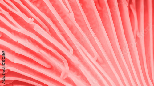 Fotografie Aesthetic nature food pattern, macro banner from mushroom, close up texture of cap edible fungus