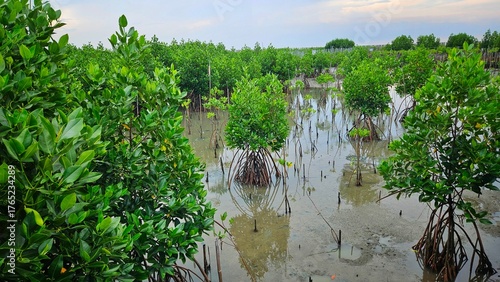young mangrove trees area on swamp in mangrove forest beside sea shore land scape and cloudy sky.