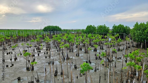 young mangrove trees area on swamp in mangrove forest beside sea shore land scape and cloudy sky.