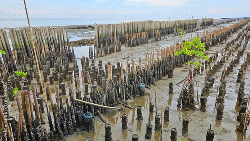 young mangrove trees area on swamp and bamboo pole for protect ocean wave in mangrove forest beside sea shore land scape and cloudy sky.