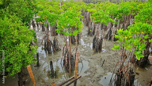 young mangrove trees area on swamp in mangrove forest beside sea shore land scape and cloudy sky.