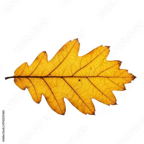 Golden Oak Leaf Autumn Season Detail Macro Yellow Background Isolated
