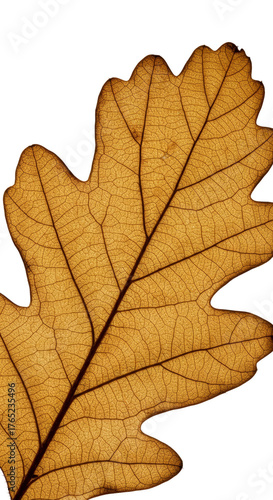 Wallpaper Mural Golden Oak Leaf Skeleton Macro Detail with Soft Warm Background Realistic Photo Torontodigital.ca