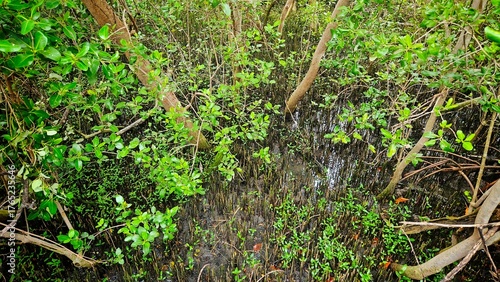 Mangrove trees and roots on wet mud ground with swamp at tropical mangrove forest landscape.