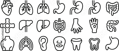 Medical organs line icon set, anatomy and body parts, kidney, bladder, pancreas, intestine, thyroid, pelvis, skeleton, joint, hand, nose, mouth, tongue, thin linear vector pictograms for healthcare