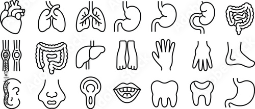 Medical anatomy and organs linear icon bundle, kidney, bladder, pancreas, intestine, thyroid, pelvis, skeleton, joint, hand, nose, mouth, tongue, body parts, thin vector illustration