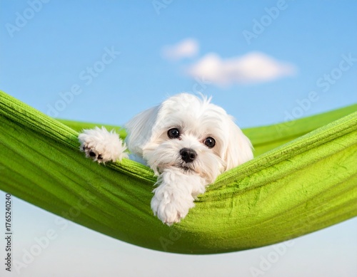 Cute white dog relaxing in a green hammock against a blue sky with a cloud.