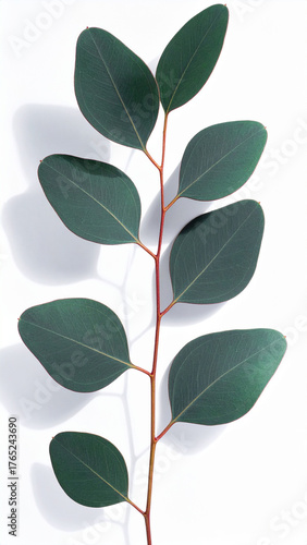Eucalyptus Branch Elegance: A delicate eucalyptus branch displays its smooth, verdant leaves against a clean backdrop, creating a simple, refreshing, and stylish aesthetic.