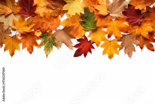 Autumn leaf maple plant tree.