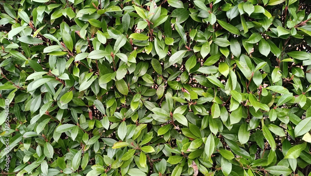 Obraz premium A close-up view of a lush green hedge with dense, glossy leaves. The vibrant foliage creates a natural and fresh atmosphere, ideal for backgrounds, nature themes, or landscape elements.