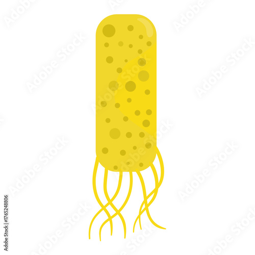 Salmonella Typhi Vector Illustration. Salmonella Typhi structure