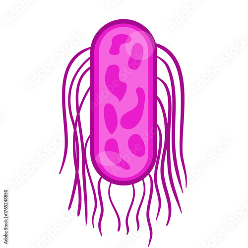 Salmonella Typhi Vector Illustration. Salmonella Typhi structure