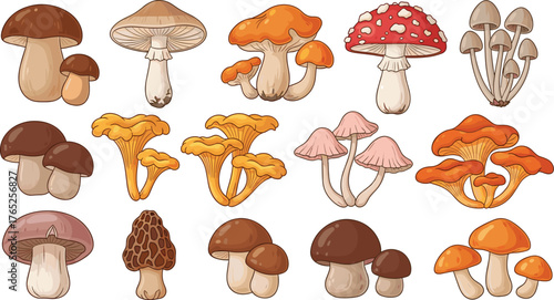 Assorted Mushrooms Collection: Edible Fungi Variety in Detailed Vector Illustration for Culinary, Botanical, and Educational Use, Showcasing Mycology with Diverse Types for Cooking and Nature Guides,