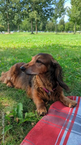 Long-haired red dachshund relaxing on green grass in a sunny park with trees in the background. Peaceful summer day and cute pet enjoying outdoor rest on a picnic blanket. Small dog outdoor.